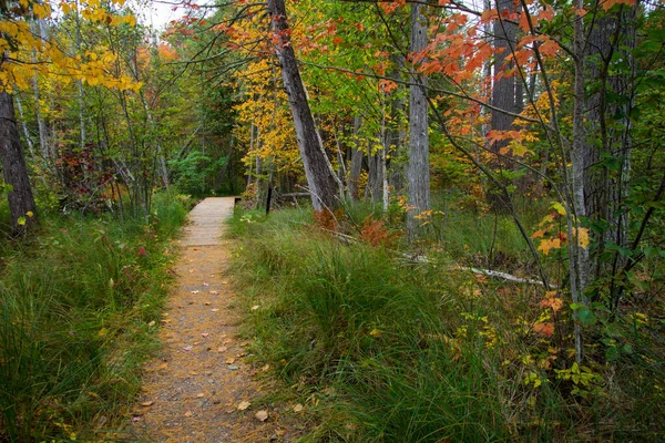Осенний Поход Мичиган Яркие Цвета Осени Вдоль Пешеходной Тропы Через — стоковое фото