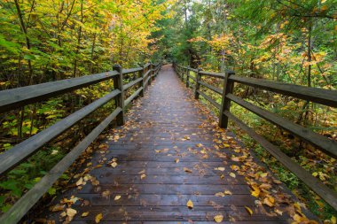Tahquamenon Falls Eyalet Parkı 'ndaki North Country Trail' de Michigan sonbahar ormanında tahta tahta kaldırım.