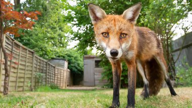 Fox Duvar Kağıdı Yüksek Çözünürlüklü