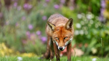 Fox Duvar Kağıdı Yüksek Çözünürlüklü