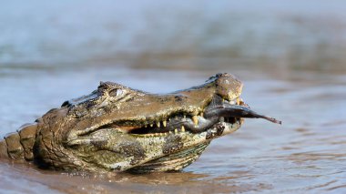 Timsah duvar kağıdı yüksek çözünürlüklü