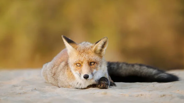 Fox Wallpaper Hoge Resolutin — Stockfoto