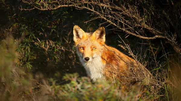 Fox Bakgrund Hög Resolutin — Stockfoto