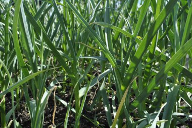 Yeşil sarımsak yaprakları. Sağlıklı yeşil sarımsak yapraklarıyla devam et..