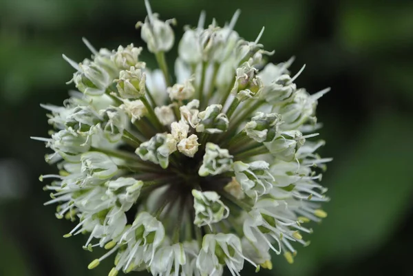 Gömb Alakú Virág Tűkkel Közelkép Zöld Háttérrel Felülnézet — Stock Fotó