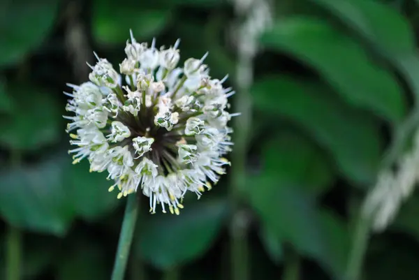 Σφαιρικό Λουλούδι Βελόνες Close Πράσινο Φόντο — Φωτογραφία Αρχείου