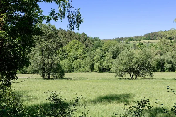 Eine Landschaft Mit Grünen Wiesen Und Bäumen Mai — Stockfoto