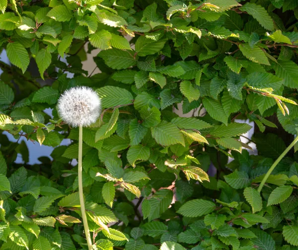 Один Одуванчик Весной Перед Зелеными Листьями — стоковое фото