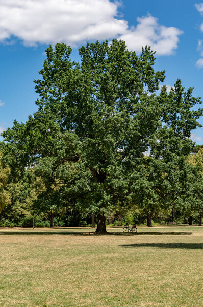 Tree in the city park in the summer