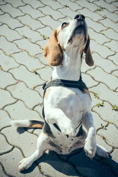 köpek asfalt üzerinde iki pençesi ile oturuyor