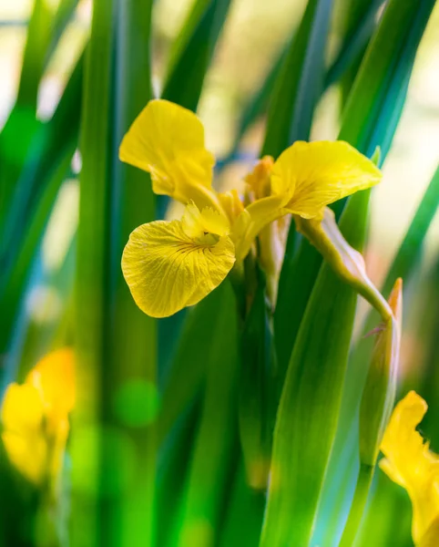 Natur Detail Selektiver Fokus Nahaufnahme Von Iris Mit Gelben Blütenblättern — Stockfoto