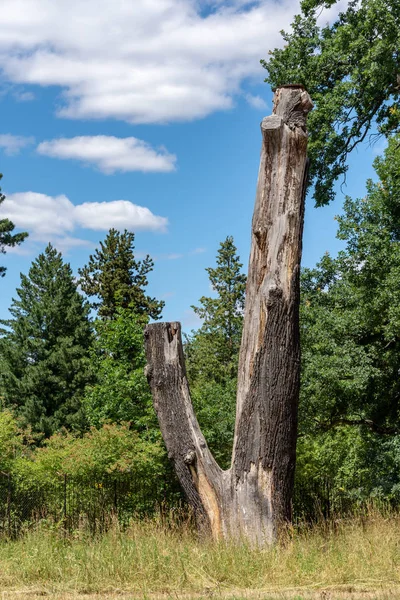 Död Trädstam Med Avsågade Grenarna Står Gräset Skogsröjning Solig Blå — Stockfoto
