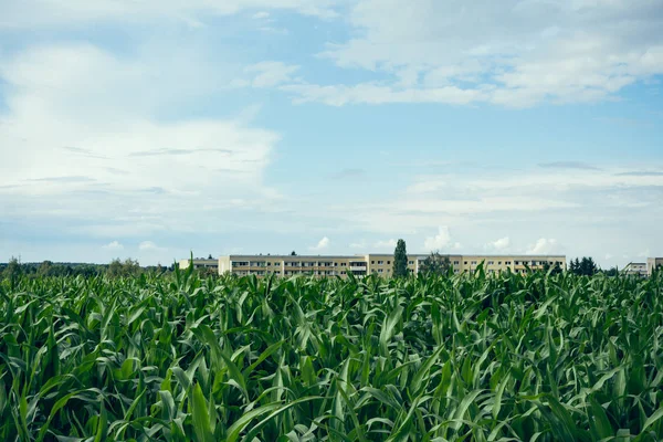 Field Young Maize Corn Plants Urban Environment Apartment Block Offices — Stock Photo, Image