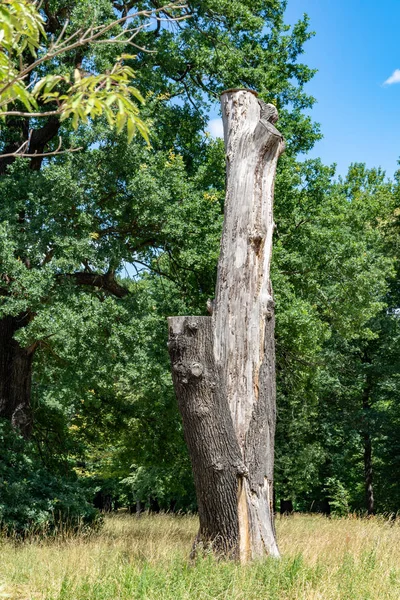 Mrtvý Kmen Uříznutou Větví Trávě Lesní Mýtině Pod Slunečnou Oblohou — Stock fotografie