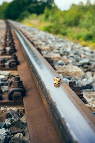 鉄道のトラックに小さなカタツムリ — ストック写真
