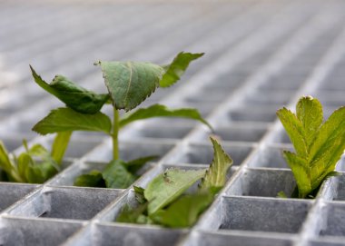 Bitki yaprakları metal bir ızgara arasında