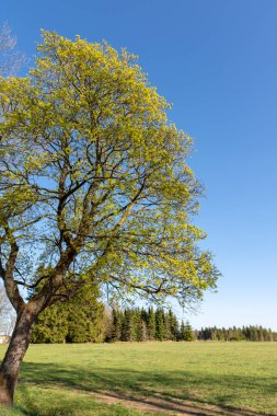 Yeşil alanlar ile doğal bahar manzara
