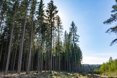 Yoğun çam ormanı ile doğal manzara