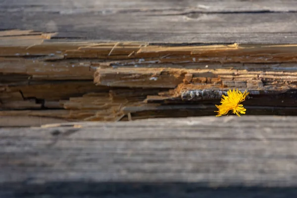 Цветок одуванчика между деревянной доской — стоковое фото