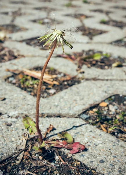 Pissenlit mort plante poussant dans le pavage — Photo