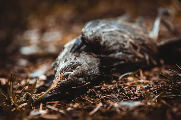 Döda fågeln i naturen — Stockfoto