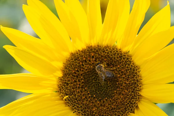 Arı ile ayçiçeği
