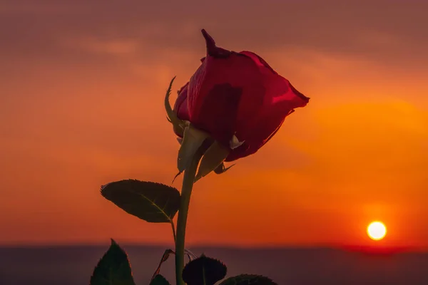 Роза на закате — стоковое фото