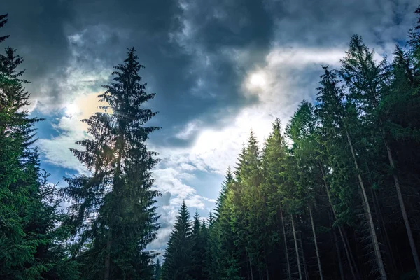 Árboles verdes del bosque bajo un cielo tormentoso — Foto de Stock