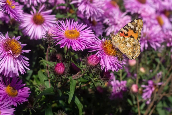 Bemalte Schmetterlingsdame Mit Geschlossenen Flügeln Auf Nektarsuche Auf Bunten Lila — Stockfoto