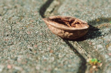 Boş ceviz kabuğunun yarısı betonun üzerine uzanmış gün ışığında düşük açılı bir manzarayla asfalt döşüyordu.