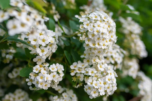 Cespuglio Verde Foglia Ricoperto Ortensie Bianche Primavera Primo Piano Che — Foto Stock