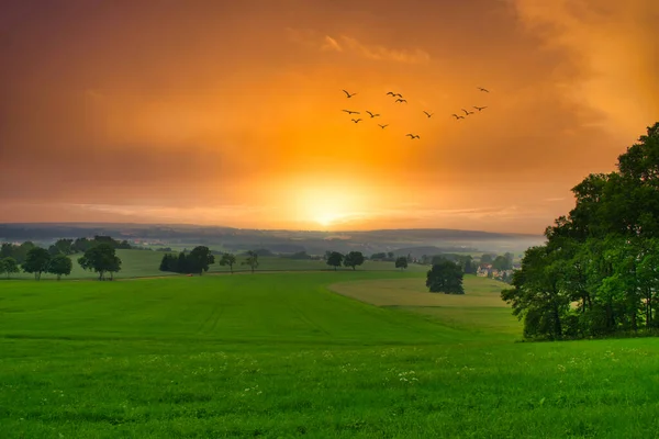 Bandos Pássaros Voando Sobre Campo Verde Pôr Sol Com Sol — Fotografia de Stock