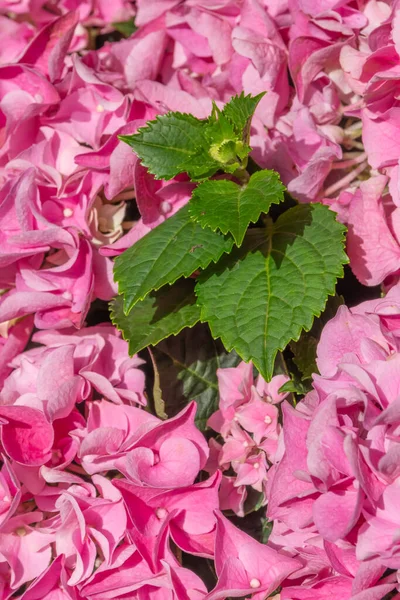 Roze Hortensia Rondom Groene Bladeren Het Midden Een Kleurrijke Bloemige — Stockfoto