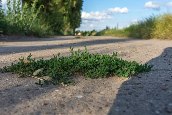 Nízký Úhel Pohledu Čerstvě Listově Zelenou Trávu Rostoucí Silnici Nebo — Stock fotografie