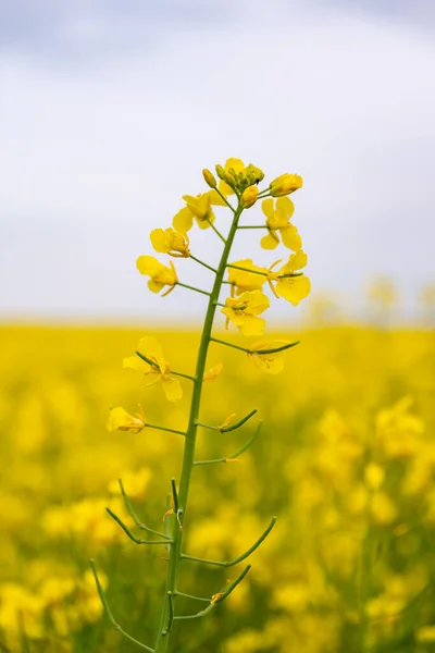 Részlet Egy Világos Sárga Repcemagvirág Brassica Napus Növekszik Egy Mezőgazdasági — Stock Fotó