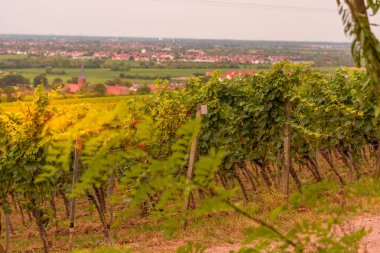 Bir üzüm bağının üzerinde gün batımının güzel bir görüntüsü.