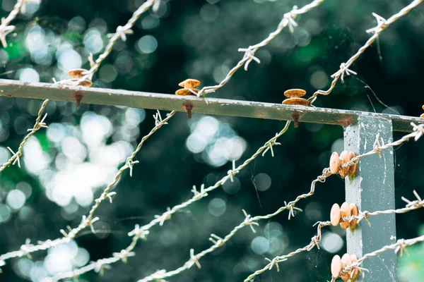 Mehrere Stränge Eines Stacheldrahtzauns Mit Befestigungspunkten Metallstange Und Strebe Nahaufnahme — Stockfoto