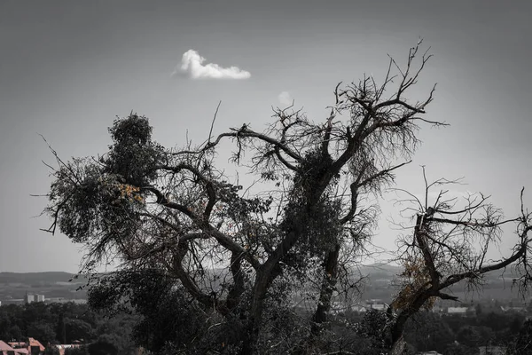 Antiguo Árbol Ramificado Silueta Contra Cielo Gris Con Edificios Visibles — Foto de Stock