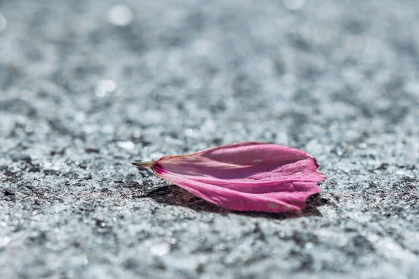 Petalo Viola Una Strada Fuoco Selettivo — Foto Stock