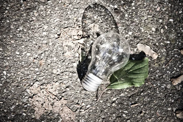 Eine Einzige Glühbirne Mit Grünem Pflanzenblatt Der Natur — Stockfoto