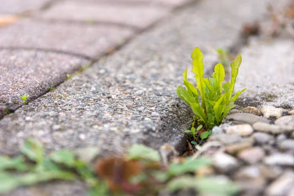 Çimentodaki çatlakların arasından büyüyen karahindiba düşük açılı manzaralı otlara odaklı.