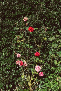 Çeşitli gölgelerde sergilenen güller sık yeşil yapraklardan oluşan bir zemin karşısında sergilenir. Baharda bir bahçenin huzurlu atmosferinde renk ve yaşam yayar..