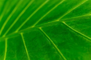 Yeşil yaprağın gür dokusunu keşfetmek doğanın zarafetini vurgulayarak karmaşık damarları ve desenleri ortaya çıkarır..