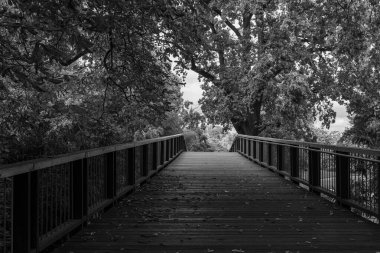 Tahta tahtalar ağaçlarla çevrili bir köprü oluşturur ve yere yapraklar saçılmıştır. Yumuşak ışık filtreler ve yansıma için mükemmel sakin bir atmosfer yaratır..