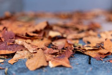Kahverengi ve turuncu yapraklar bir taş yolu kaplayarak sıcak ve kırsal bir atmosfer yaratırlar. Bu huzurlu açık hava sahnesi, sonbaharın güzelliğini tüm hızıyla yakalıyor..
