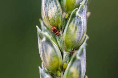 Yaprak bitleri (Sitobion Bulvarı) yeşil ve soluk kahverengi bitkiler buğday yaprağında haşerat emiyorlar. 