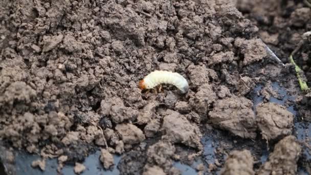 Acercamiento Larvas Blancas Hurgando Suelo Larva Escarabajo Chafer Veces Conocido — Vídeo de stock