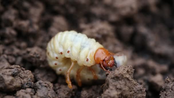 Close Larvas Brancas Enterrando Solo Larva Besouro Chafer Vezes Conhecido — Vídeo de Stock