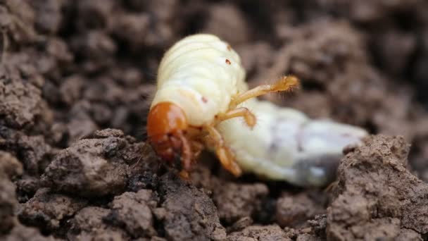 Acercamiento Larvas Blancas Hurgando Suelo Larva Escarabajo Chafer Veces Conocido — Vídeos de Stock