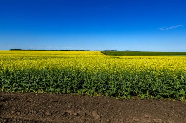 Sarı kolza tohumu çiçekleri tarlada. Lanet olası kış tecavüzü. Güneşli bir yaz gününde tecavüz.